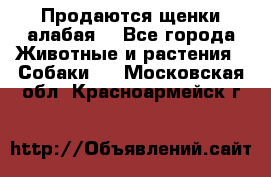 Продаются щенки алабая  - Все города Животные и растения » Собаки   . Московская обл.,Красноармейск г.